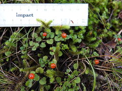 Nertera dichondrifolia