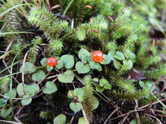 Nertera dichondrifolia