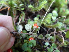 Nertera dichondrifolia