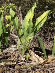 Anthurium crenatum