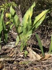 Anthurium crenatum