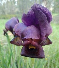 Iris atropurpurea