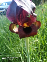 Iris atropurpurea