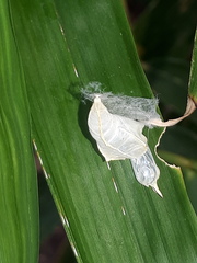 Appias libythea olferna