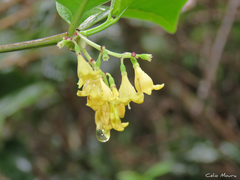 Chiococca nitida