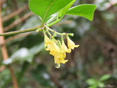 Chiococca nitida