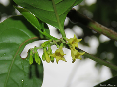 Chiococca nitida