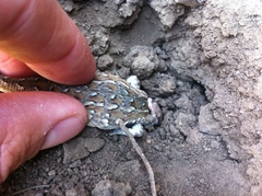 Hypsiglena ochrorhynchus