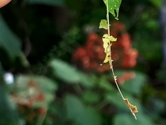 Phaedyma columella singa