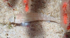 Gnatholepis cauerensis