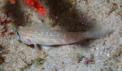 Gnatholepis cauerensis