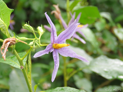 Solanum paludosum
