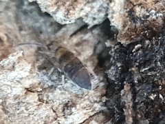 Entomobrya assuta