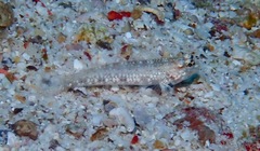 Istigobius