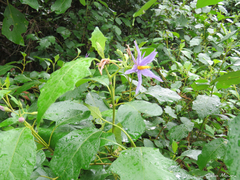 Solanum paludosum