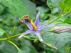 Solanum paludosum