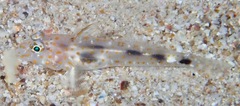 Fusigobius inframaculatus