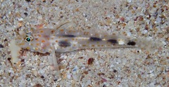 Fusigobius inframaculatus