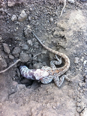 Hypsiglena ochrorhynchus