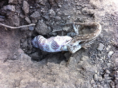 Hypsiglena ochrorhynchus