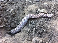 Hypsiglena ochrorhynchus