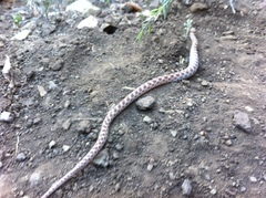 Hypsiglena ochrorhynchus