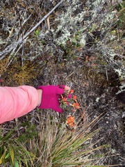 Castilleja talamancensis