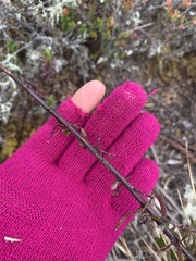 Castilleja talamancensis