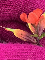 Castilleja talamancensis