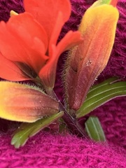 Castilleja talamancensis