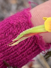 Castilleja talamancensis