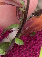 Castilleja talamancensis