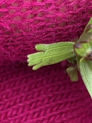 Castilleja talamancensis