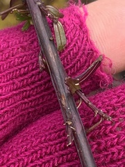 Castilleja talamancensis