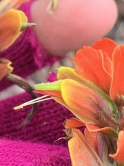 Castilleja talamancensis