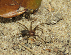 Loxosceles amazonica