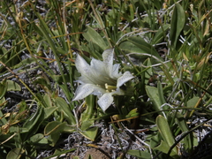 Gentiana newberryi tiogana