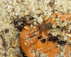 Loxosceles amazonica