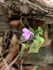 Siphonoglossa sessilis