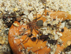 Loxosceles amazonica