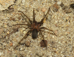 Loxosceles amazonica