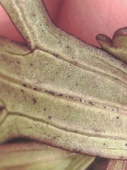 Castilleja talamancensis