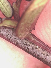 Castilleja talamancensis