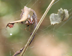 Nihonhimea tesselata