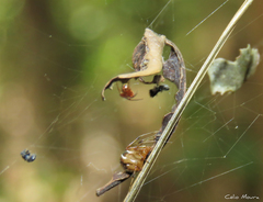 Nihonhimea tesselata