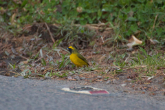 Euphonia luteicapilla