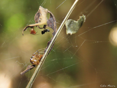 Nihonhimea tesselata