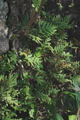 Pleopeltis thyssanolepis