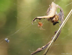 Nihonhimea tesselata