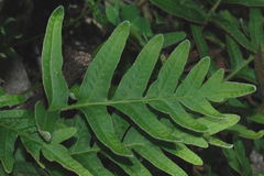 Pleopeltis thyssanolepis